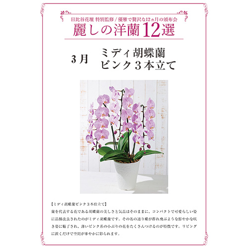 「麗しの洋蘭12選」頒布会