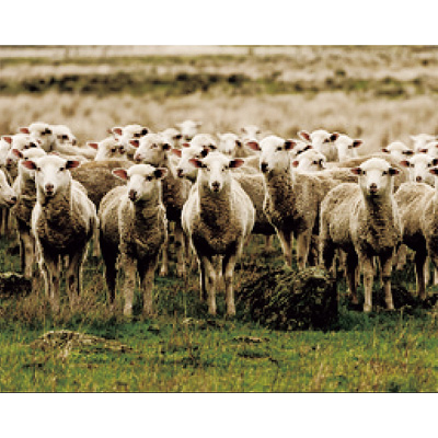 バイオネクスト･ブレスサーモウールハイネック