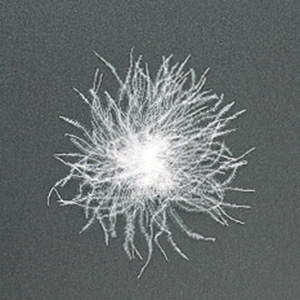 フーデッドダウンコート