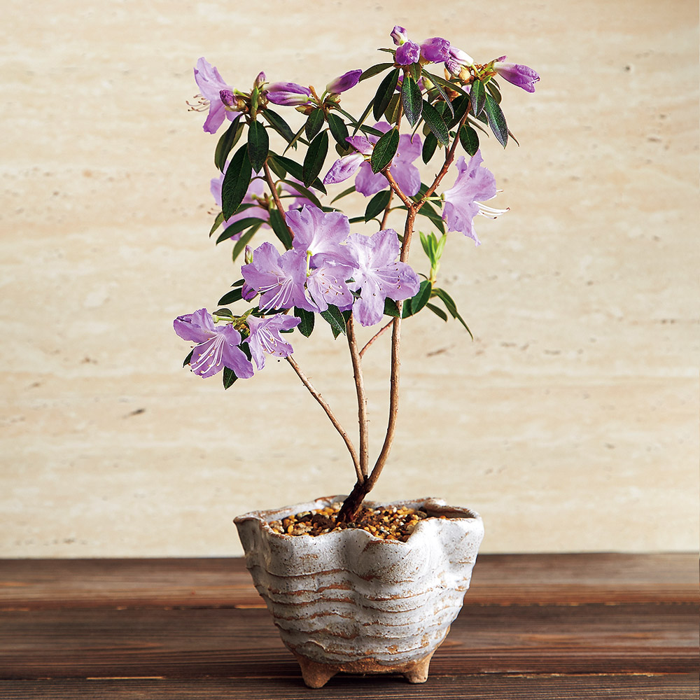 ミニ盆栽12ヵ月頒布会