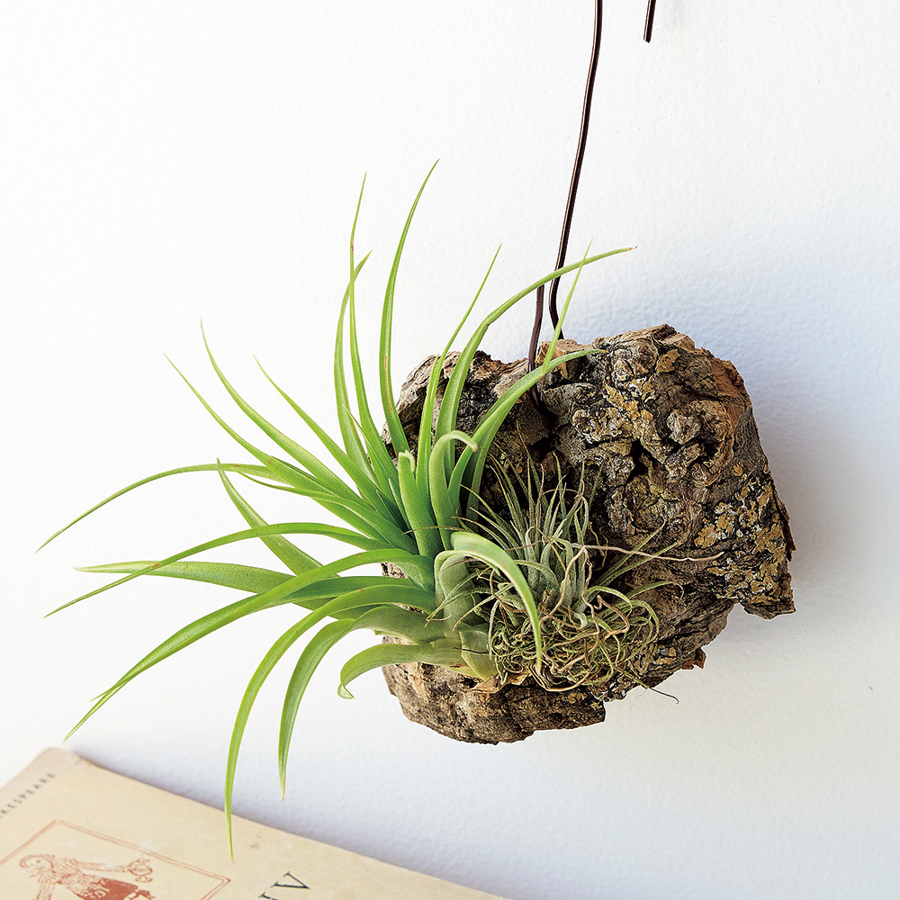 小さなインテリアグリーン 6カ月頒布会