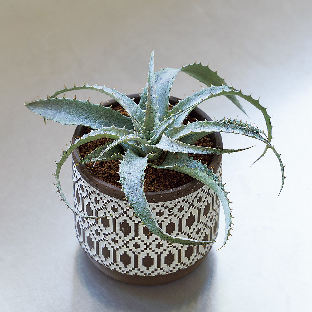 小さなインテリアグリーン 6カ月頒布会