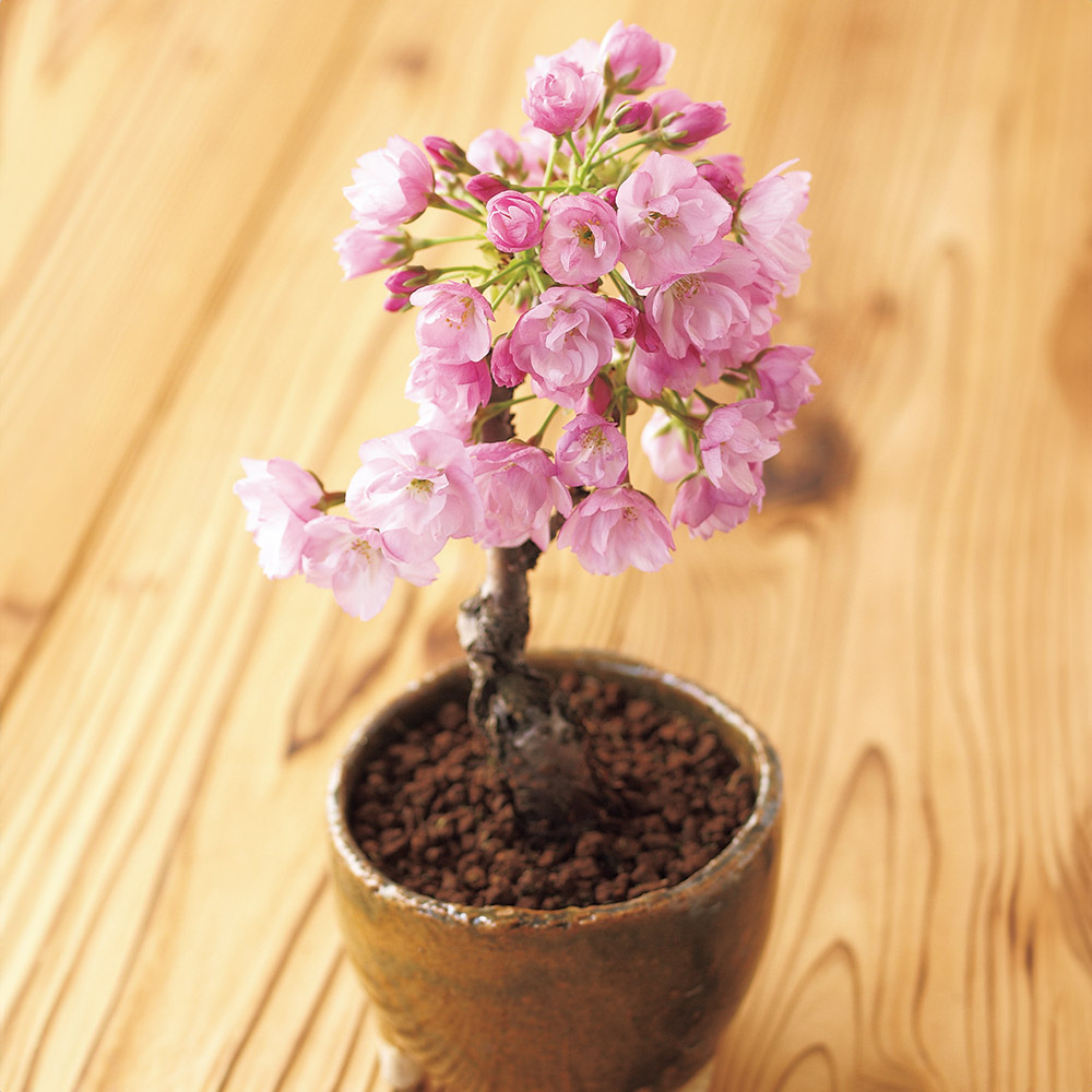 ミニ盆栽12ヵ月頒布会