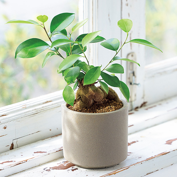 小さなインテリアグリーン 6カ月頒布会