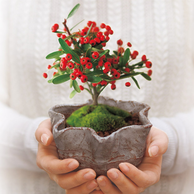 ミニ盆栽12ヵ月頒布会