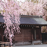 角館樺細工伝承館と桜