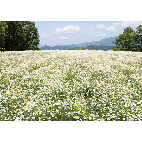 薬用入浴剤50mLパウチ5包入り×4箱セット（20包）