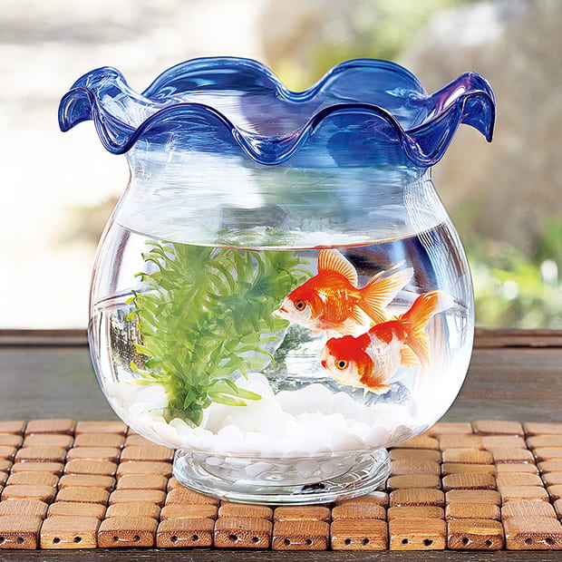金魚鉢