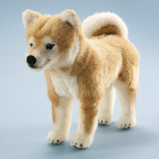 柴犬