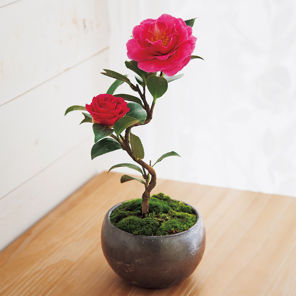 ミニ盆栽12ヵ月頒布会