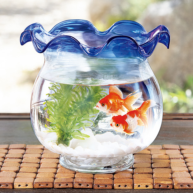 金魚鉢