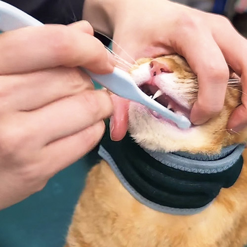 にゃんケアチョッキ