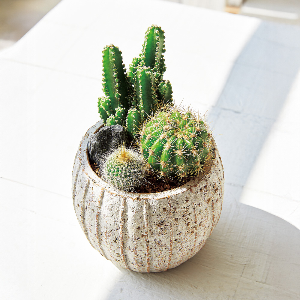 小さなインテリアグリーン 6カ月頒布会