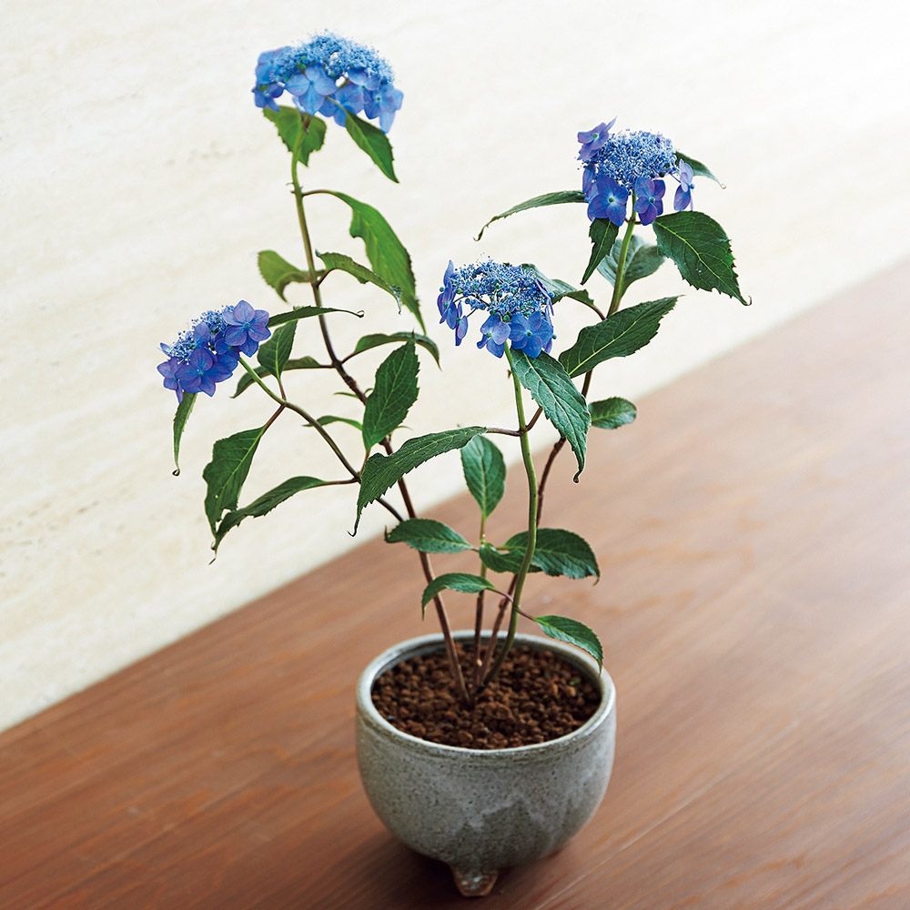 ミニ盆栽12ヵ月頒布会