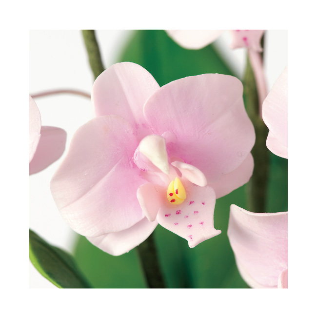 クレイフラワーピンクの胡蝶蘭