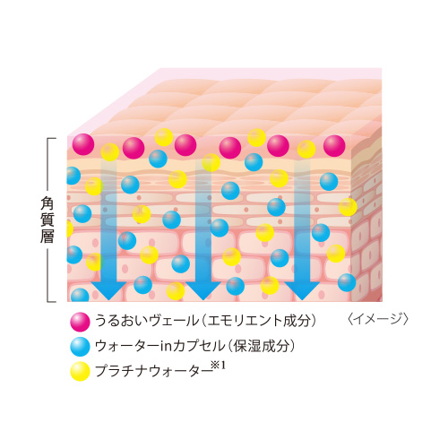 定期お届け中旬コース／朝用夜用クリーム