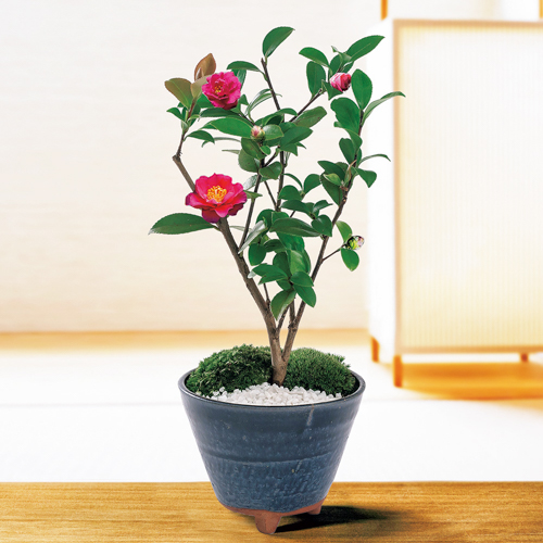 10月お届け