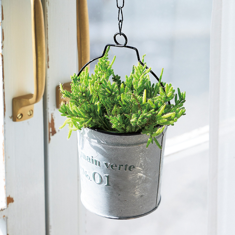 小さなインテリアグリーン 6カ月頒布会