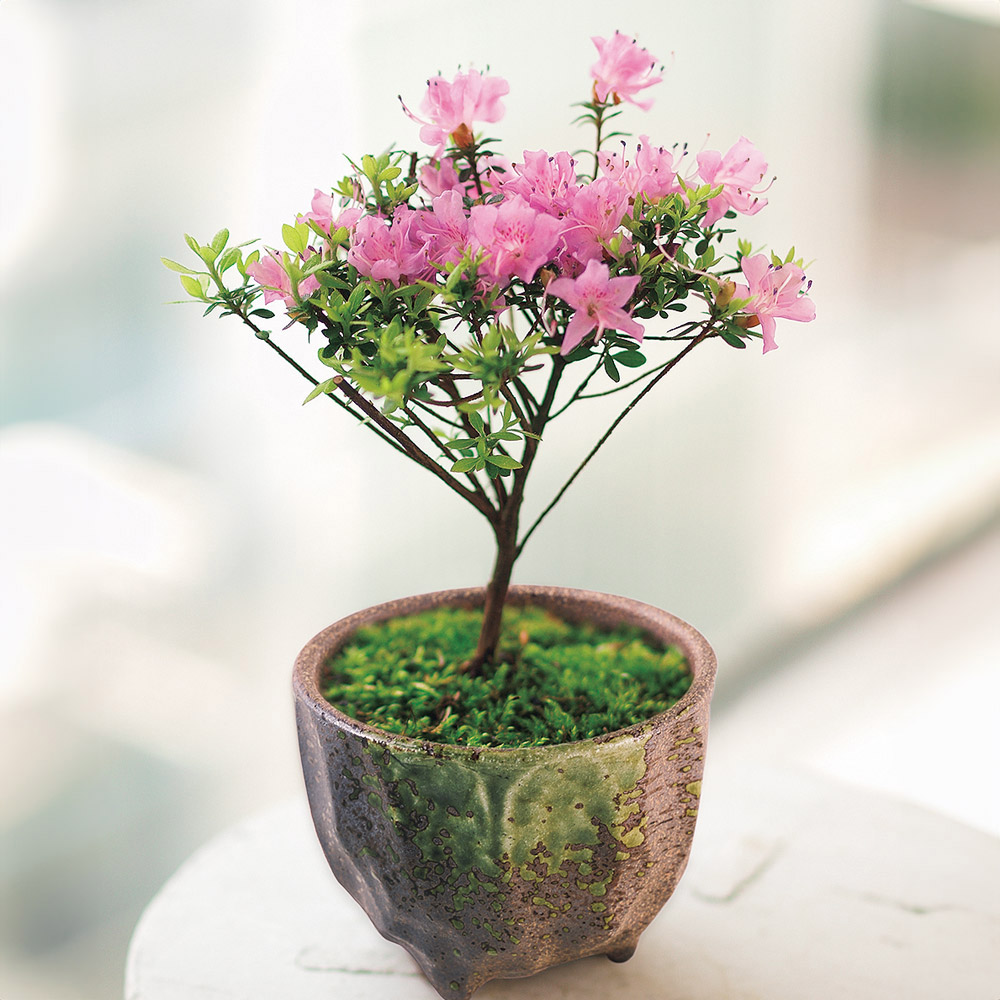 ミニ盆栽12ヵ月頒布会