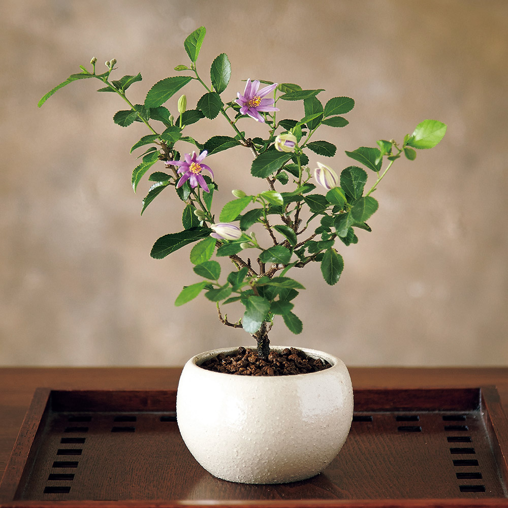 ミニ盆栽12ヵ月頒布会