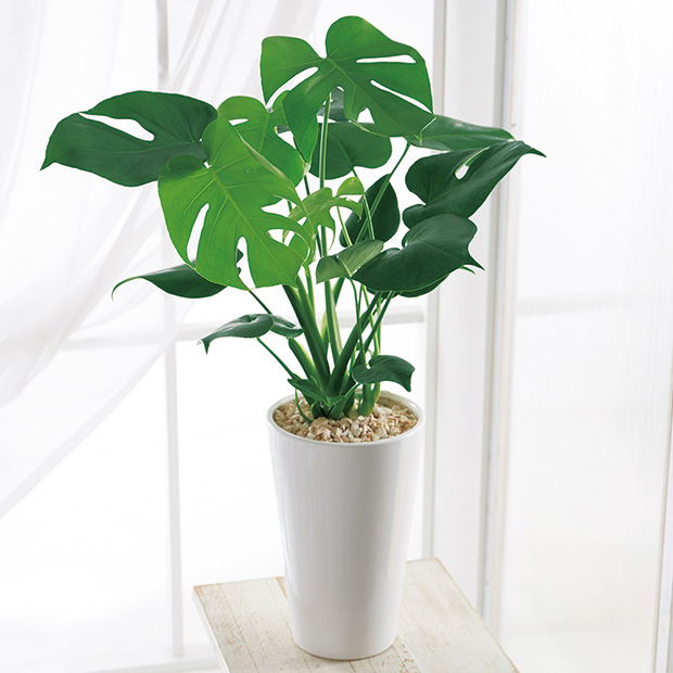 日比谷花壇の商品一覧 ライトアップオンラインストア