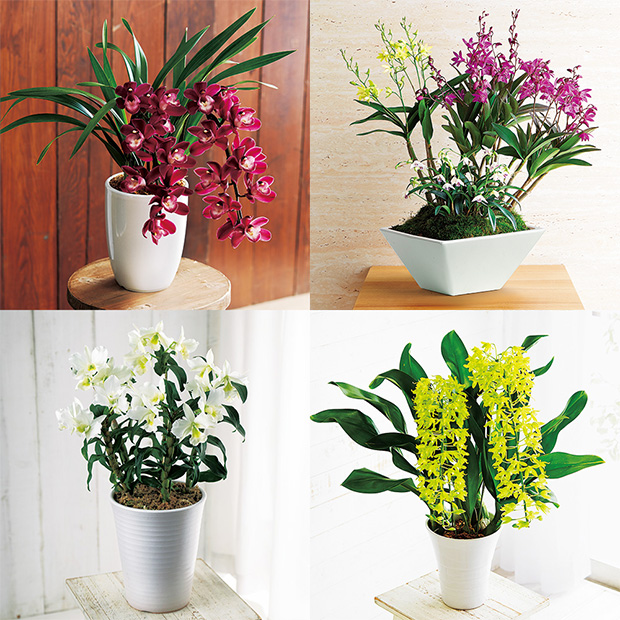 「麗しの洋蘭12選」頒布会