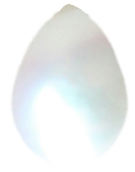 真珠